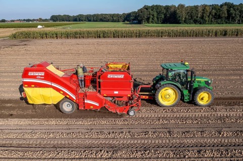 Potato harvesting, so-called split harvesting method, first the tubers are taken out of the ground