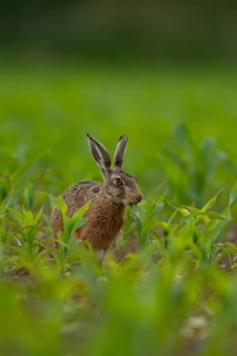 Brown hare (Lepus europaeus) adult animal feeding in a farmland maize field in the summer, Norfolk,