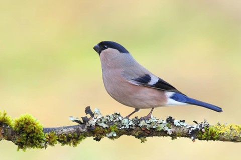Eurasian bullfinch (Pyrrhula pyrrhula), female, sitting on a branch overgrown with moss and lichen,