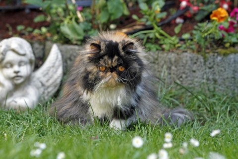 Persian cat, long-haired cat