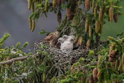 Common kestrel (Falco tinnunculus), female adult bird feeding young birds not yet ready to fly in