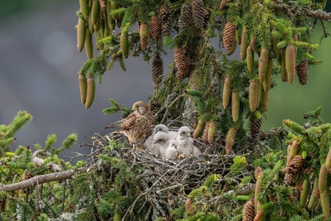 Common kestrel (Falco tinnunculus), female adult bird with young birds not yet ready to fly in the