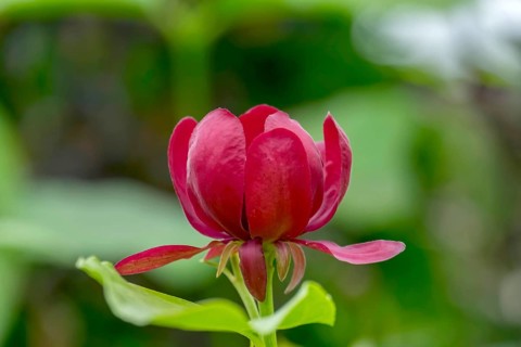 Carolina sweetshrub (Calycanthus floridus), North Rhine-Westphalia, Germany, Europe