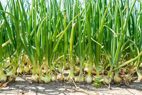 Agriculture, field with onions, Niederkrüchten, North Rhine-Westphalia, Germany, Europe