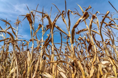Corn field dried up and only low grown, small corn cobs, due to the summer drought, drought, near
