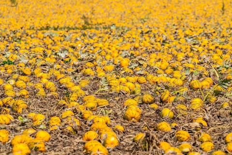 Field with Styrian oil pumpkins, partly dried up due to the drought in summer 2020, on the Lower