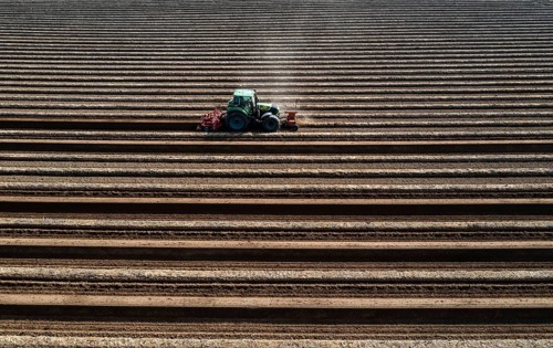 A farmer builds asparagus ridges on a field with the help of an asparagus tiller, in which the