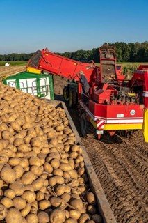 Potato harvesting, so-called split harvesting method, first the tubers are taken out of the ground