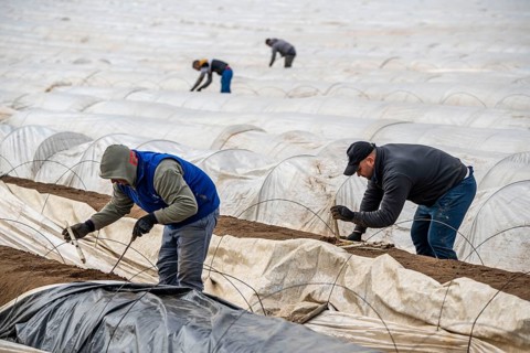 Asparagus harvest in the Rhineland, asparagus pickers at work in an asparagus field covered with