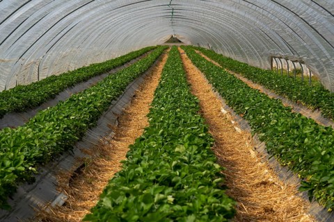 Open field strawberry cultivation in a foil greenhouse, young strawberry plants growing, near