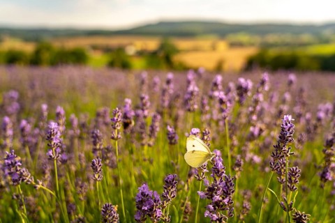 Small white, butterfly, on lavender fields in East Westphalia Lippe, OWL, near the village of