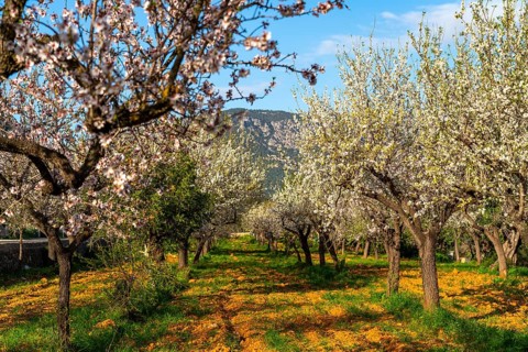 Almond blossom on Majorca, from January to March many hundreds of thousands of almond trees blossom