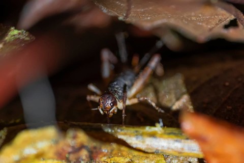 Cricket (Gryllidae) sitting on the forest floor, at night in the tropical rainforest, Refugio