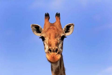 Southern giraffe (Giraffa camelopardalis giraffa), adult, portrait, Kruger National Park, Kruger