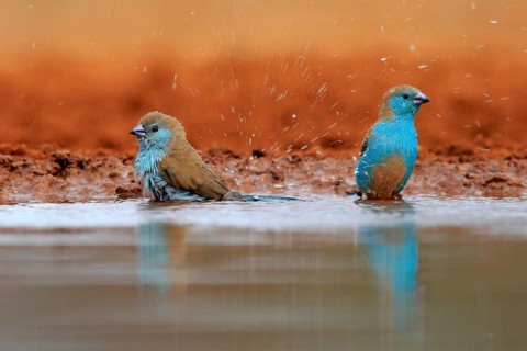 Angolan butterfly finch (Uraeginthus angolensis), blue-eared butterfly finch, adult, two birds, at