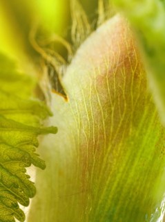 Chestnut, common horse-chestnut (Aesculus hippocastanum), young leaves, macro photograph
