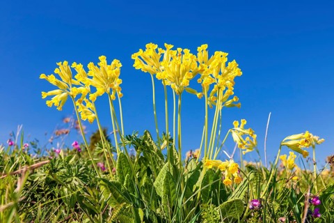 Flowering cowslip (Primula veris) on a meadow against a blue sky on a sunny spring day