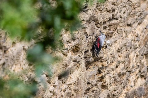 Wallcreeper (Tichodroma muraria) foraging on a wall, wildlife, Germany, Europe