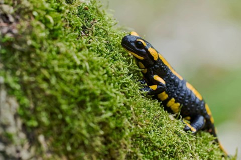 Fire salamander (Salamandra salamandra), Lower Saxony, Germany, Europe