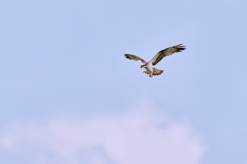 Western osprey (Pandion haliaetus) in flight, Lower Saxony, Germany, Europe