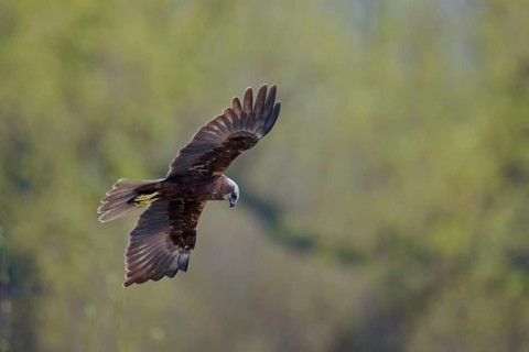 Western marsh-harrier (Circus aeruginosus) male in flight, Lower Saxony, Germany, Europe