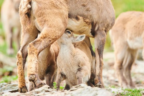 Alpine ibex (Capra ibex) youngster sugging milk at its mother, wildlife Park Aurach near Kitzbuehl,