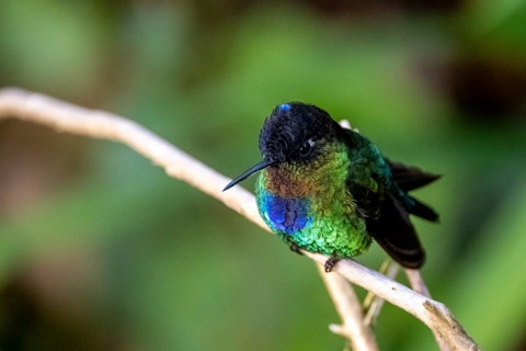 Fiery-throated hummingbird (Panterpe insignis) sitting on a branch, Los Quetzales National Park,