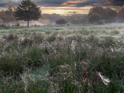 Meadow with spider webs in the morning dew at sunrise, North Rhine-Westphalia, Germany, Europe