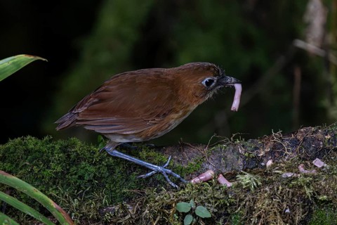 Yellow-breasted antpitta (Grallaria flavotincta), Mindo Forest Reserve, Mindo, Ecuador, South