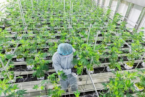 DEU/Saxony/Ebersbach The Saxon cannabis producer Demecan is now the first German company to be