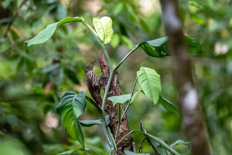 Tear tree climber (Xiphorhynchus lachrymosus) sitting on a tree, in the rainforest, Corcovado