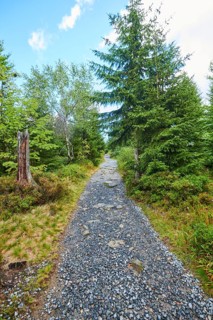 Hiking trail to Mount Lusen in late summer, Bavarian Forest, Bavaria, Germany, Europe