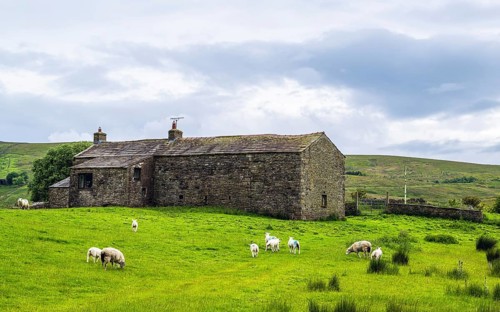 Sheeps and Farms in Yorkshire Dales National Park, North Yorkshire, England, United Kingdom, Europe