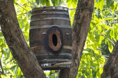 Wooden barrel as a nest for hornbills, Kaeng Krachan National Park, Phetchaburi Province, Thailand,