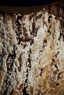 Mushroom webbing on tree stump, botany