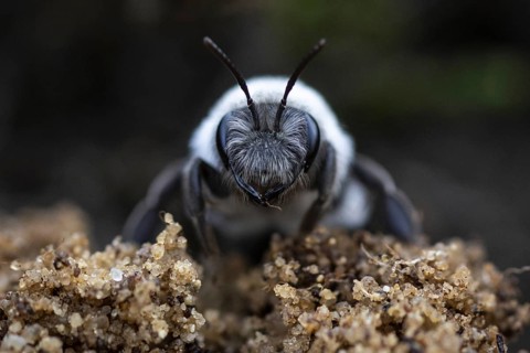 A willow sand bee in the Hohe Ward nature reserve in Münster, 08/04/2024