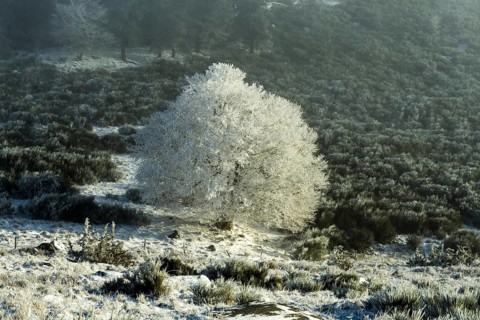 Aubrac plateau, snowy tree, Lozere department, Occitanie, France, Europe