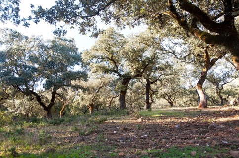 Cork oak trees in Sierra de Aracena, Huelva province, Spain, Europe
