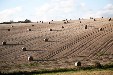 Round straw bales dotted around a sloping field, Marlborough Downs chalk hills, near Lockeridge,