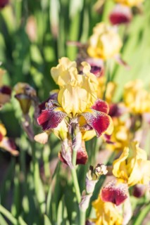 Colorful purple and yellow irises in a botanical garden