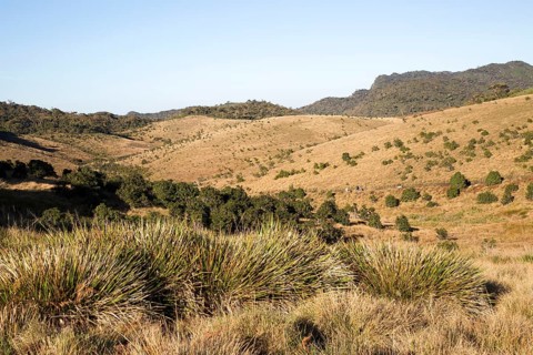 Montane grassland and cloud forest environment Horton Plains national park, Sri Lanka, Asia