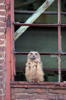 Eurasian eagle-owl (Bubo bubo), fledged young bird, in an old window frame, industrial building,