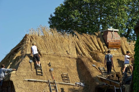 Roofer covering a thatched roof, Föhr, North Frisian Islands, North Frisia, Schleswig-Holstein,