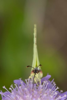 Brimstone butterfly (Gonepteryx rhamni) adult male insect feeding on a Field scabious flower in the