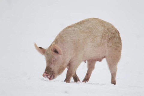 Domestic pig (Sus scrofa domesticus) adult farm animal searching for food on snow, England, United