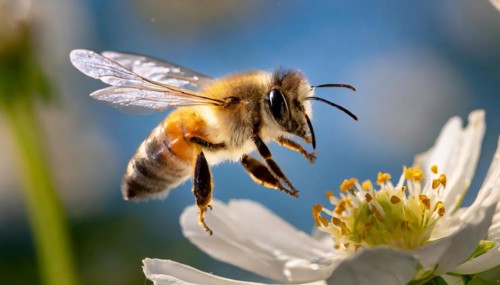 Animals, Symbol, Bee, Honey bee flies towards a flower, Apis mellifera, AI-generated, AI generated