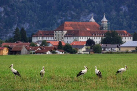 Storks in a meadow in front of a village and a monastery, Schlehdorf, Bavaria, Germany, Europe