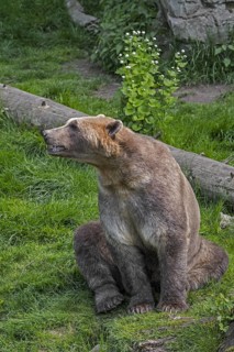 Captive bred Polar bear, brown bear hybrid also called grolar bear, pizzly bear, nanulak at