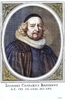 Johann Caspar Bauhin (born 12 March 1606 in Basel, died 14 July 1685 in Basel) was a Swiss