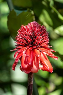Torch ginger (Etlingera elatior), invasive plant species, Costa Rica, Central America